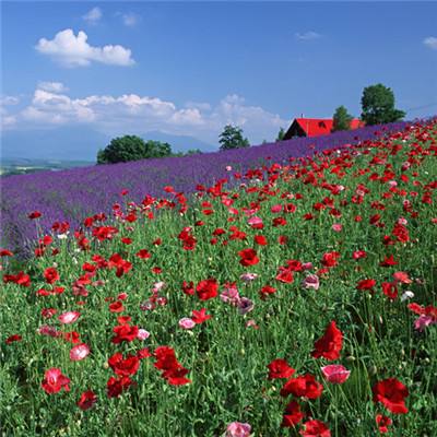 365平台下载手机版